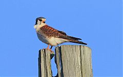 American Kestrel